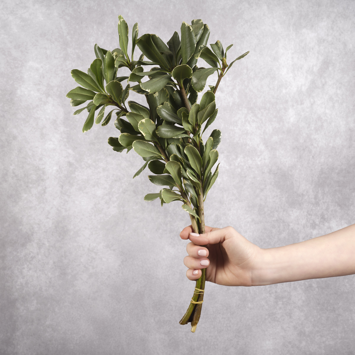 Varigated Pittisporum Bunches