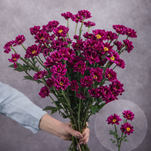 Hot Pink Mini Chrysanthemums 5 stem bunches