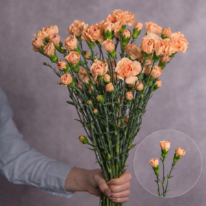 Peach Mini Carnations 10 stem bunches