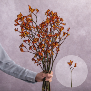 Kangaroo Paws 5 stem bunches