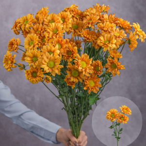 Orange Mini Chrysanthemum 5 stem bunches