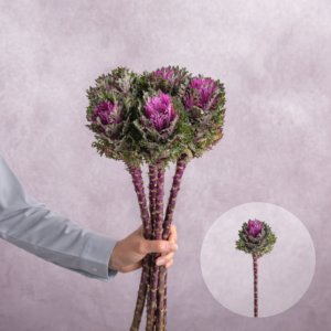 Purple Brassica 5 stem bunches