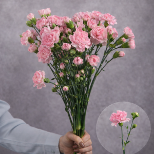 Pink Mini Carnations 10 stem bunches