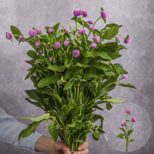 Pink Globe Amaranth