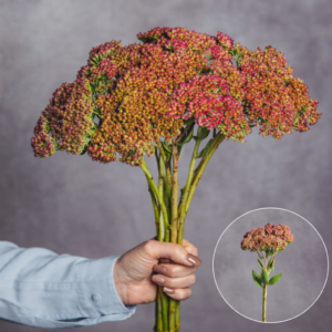 Hot Pink Sedum 10 Stem Bunches