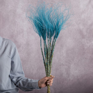 Light Blue Stipa 5 stem bunches