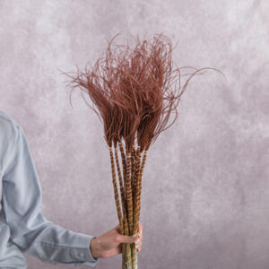 Brown Stipa 5 stem bunches