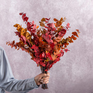 Dried Eucalyptus 5 stem bunches