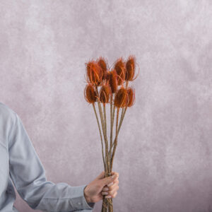 Orange Teasels 5 stem bunches
