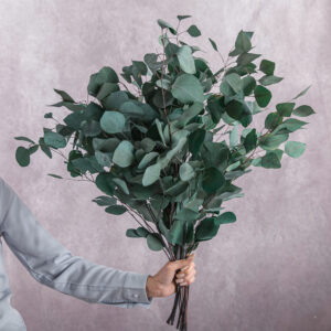 Green Preserved Eucalyptus 10 stem bunches