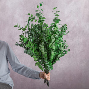 Green Preserved Eucalyptus 10 stem bunches