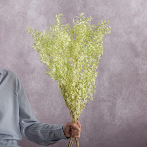 Light Green Ruscus 5 stem bunches