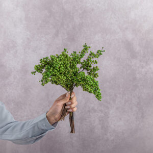 Green Schinus 5 stem bunches