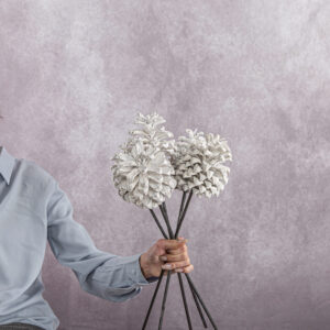 All White Pine Cones 3 stem bunches