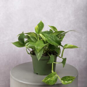 Golden Pothos Plant