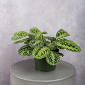 Prayer Plant