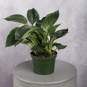 Peace Lily Plant