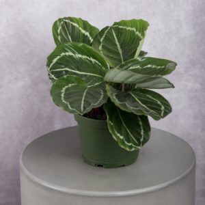 Peperomia Plant