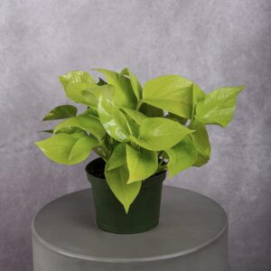 Neon Pothos Plant