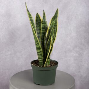 Snake Plant