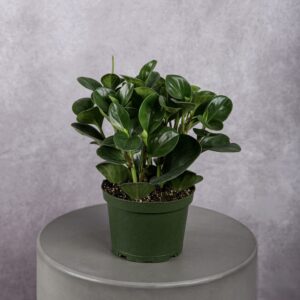 Peperomia Plant