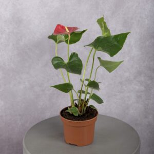 Mini Anthurium Plant
