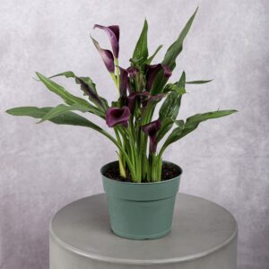 Purple Calla Lily Plant