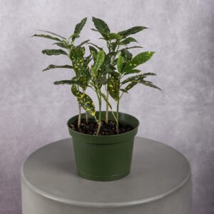 Gold Dust Dracaena Plant