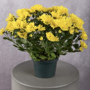 Yellow Chrysanthemum Plant