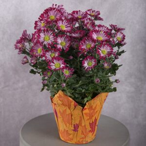 Purple Chrysanthemum Plant