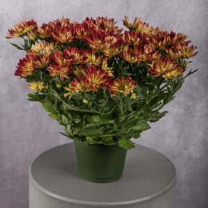 Red/Yellow Chrysanthemum Plant