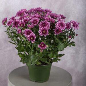 Pink Chrysanthemum Plant