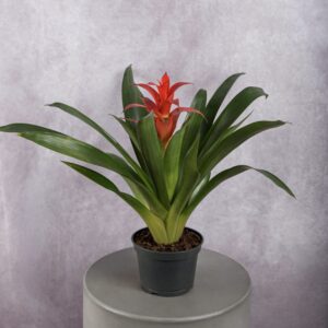 Red Bromeliad Plant