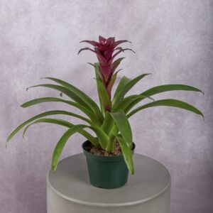 Red Bromeliad Plant