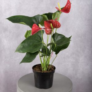 Red Anthurium Plant