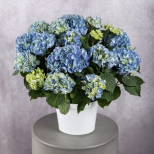 Blue Hydrangea Plant