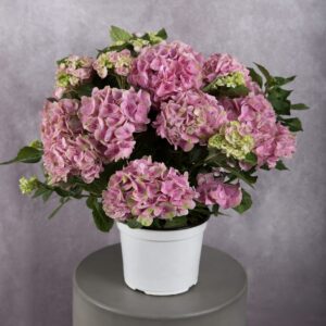 Pink Hydrangea Plant