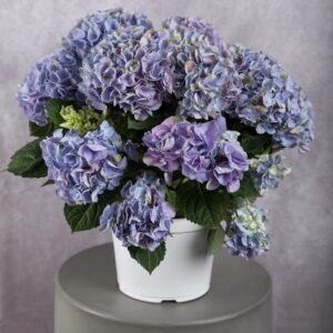 Lavender Hydrangea Plant