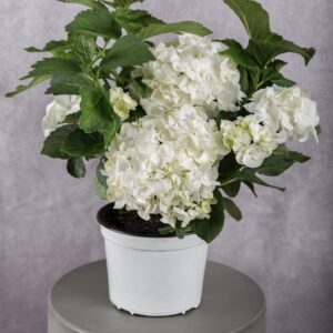 White Hydrangea Plant