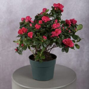 Hot Pink Azalea Plant