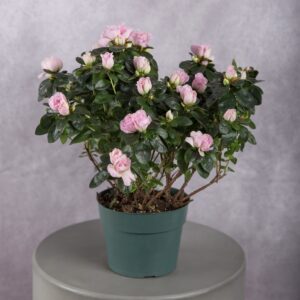 Pink Azalea Plant