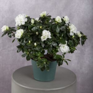 White Azalea Plant