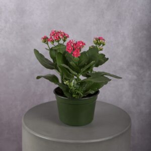 Hot Pink Kalanchoe Plant