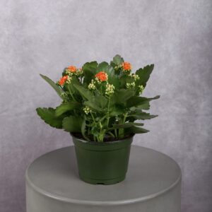 Orange Kalanchoe Plant