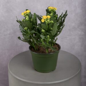 Yellow Kalanchoe Plant