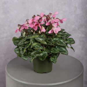 Pink Cyclamen Plant
