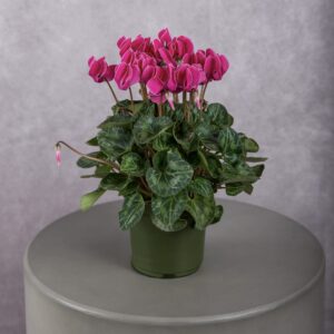 Hot Pink Cyclamen Plant