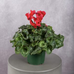 Red Cyclamen Plant