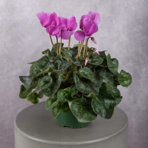 Pink Cyclamen Plant