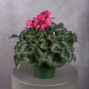 Fuchsia Cyclamen Plant